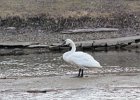 Trumpeter Swan (11)