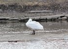 Trumpeter Swan (12)