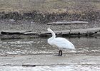 Trumpeter Swan (13)