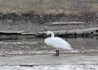 Trumpeter Swan (14)