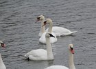 Trumpeter Swan (15)