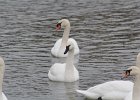 Trumpeter Swan (16)