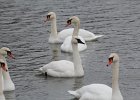 Trumpeter Swan (17)