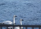 Trumpeter Swan (18)