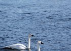 Trumpeter Swan (19)
