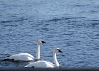 Trumpeter Swan (20)