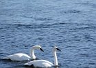 Trumpeter Swan (21)
