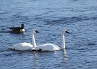 Trumpeter Swan (22)