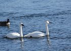 Trumpeter Swan (23)