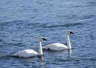 Trumpeter Swan (24)