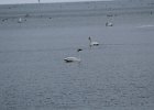Trumpeter Swan (4)