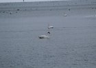Trumpeter Swan (5)