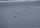 Trumpeter Swan (6)