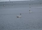 Trumpeter Swan (7)