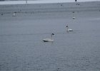 Trumpeter Swan (8)