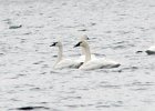 Tundra Swan (1)