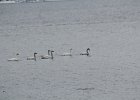 Tundra Swan (10)