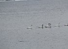 Tundra Swan (11)