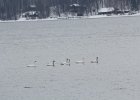 Tundra Swan (12)