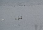 Tundra Swan (13)