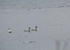 Tundra Swan (14)