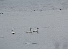 Tundra Swan (15)