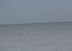 Tundra Swan (16)
