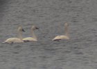 Tundra Swan (17)