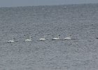 Tundra Swan (18)