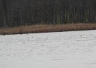 Tundra Swan (19)