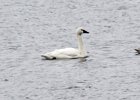 Tundra Swan (2)