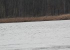 Tundra Swan (20)