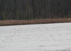 Tundra Swan (21)