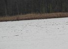 Tundra Swan (22)