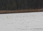 Tundra Swan (23)