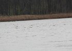 Tundra Swan (24)