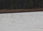Tundra Swan (25)