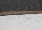 Tundra Swan (26)