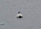 Tundra Swan (3)