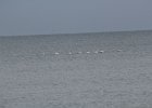 Tundra Swan (32)