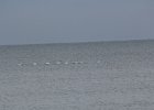 Tundra Swan (33)