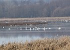 Tundra Swan (34)