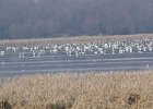 Tundra Swan (35)