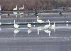 Tundra Swan (37)