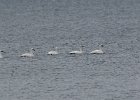 Tundra Swan (38)
