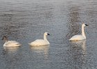Tundra Swan (39)