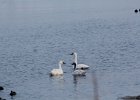 Tundra Swan (40)