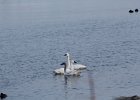 Tundra Swan (41)