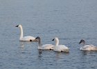 Tundra Swan (44)
