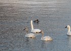 Tundra Swan (46)